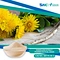 100% Natural Dandelion Extract